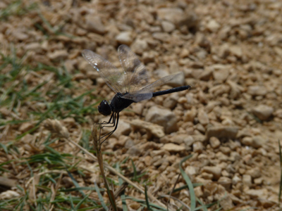 Identificazione libellula: Selysiothemis nigra